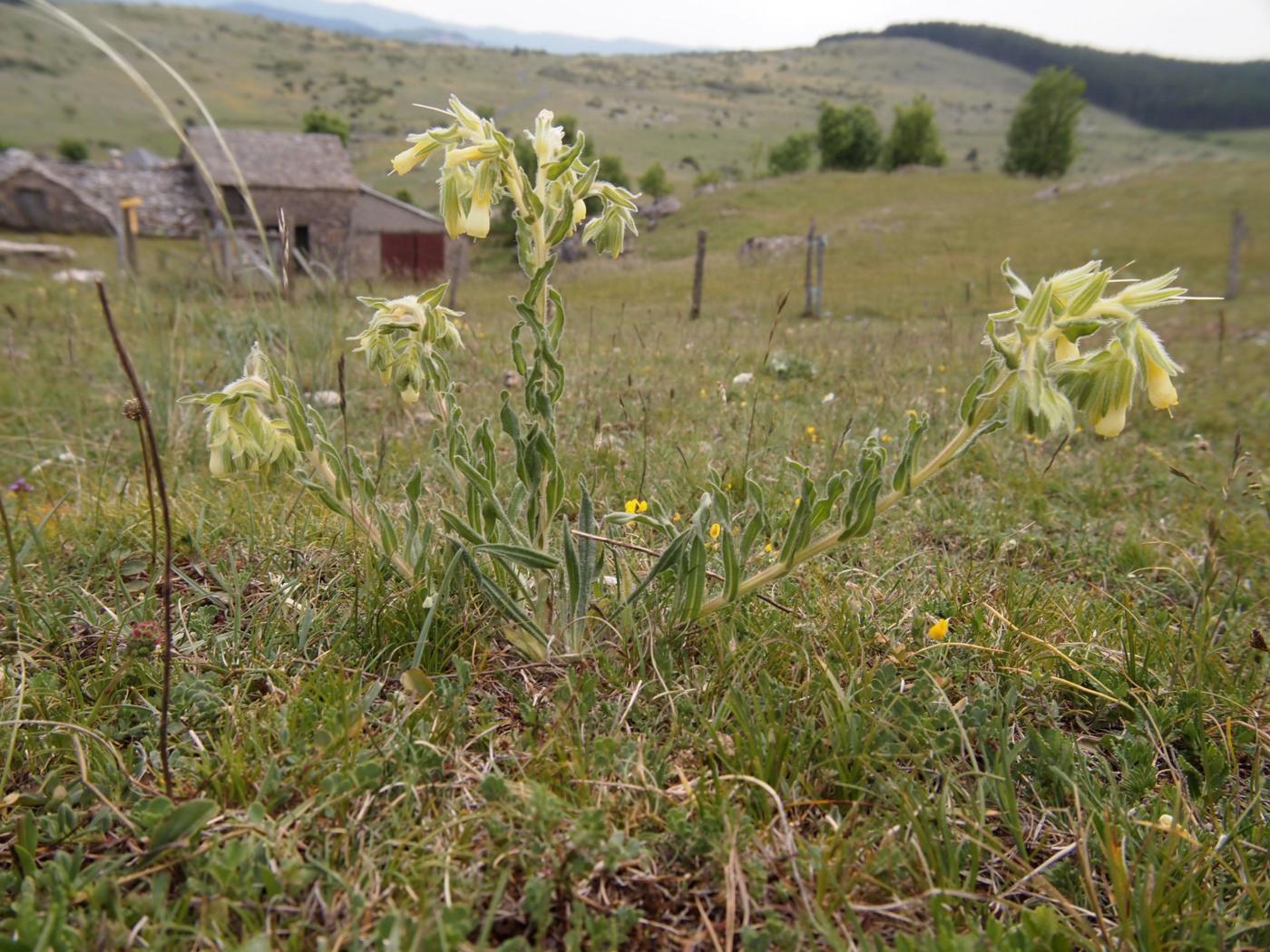 Golden Drop plant